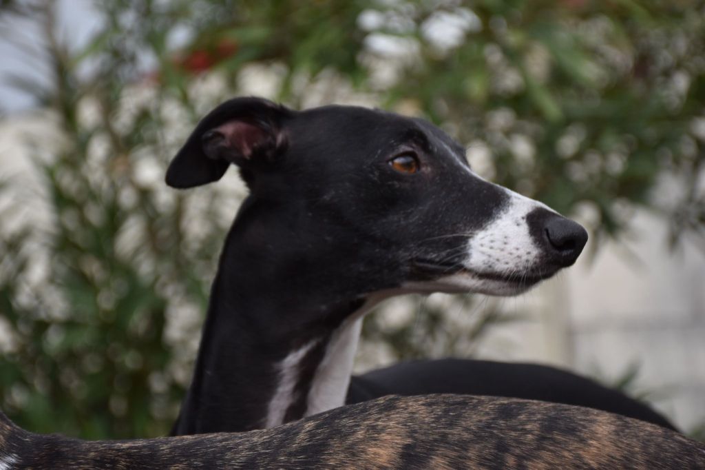 Du Petit Bois De Klaszoly - Elevage familial de whippets LOF