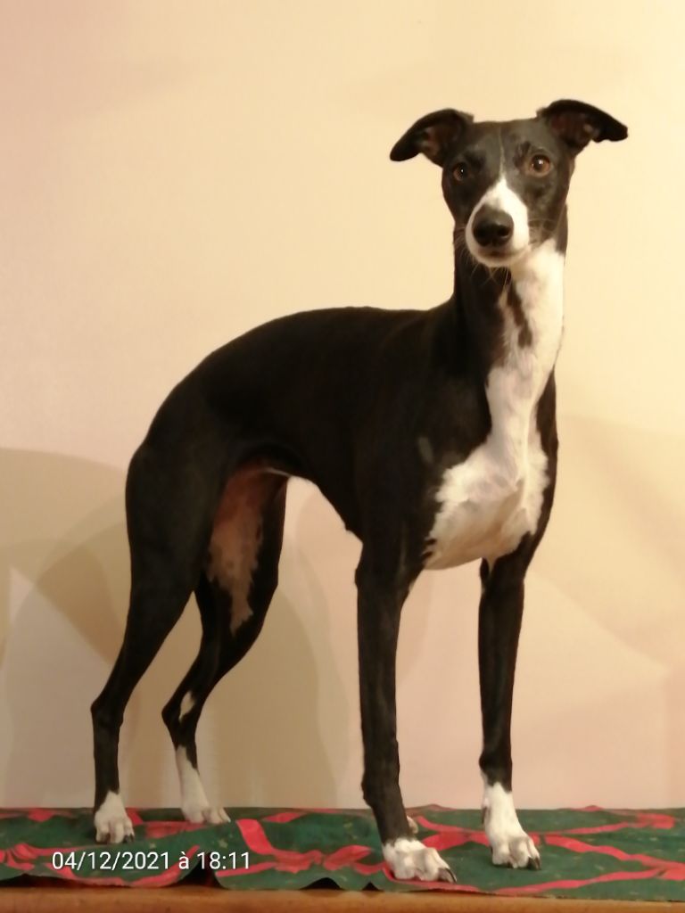Charlotina's Nymphea