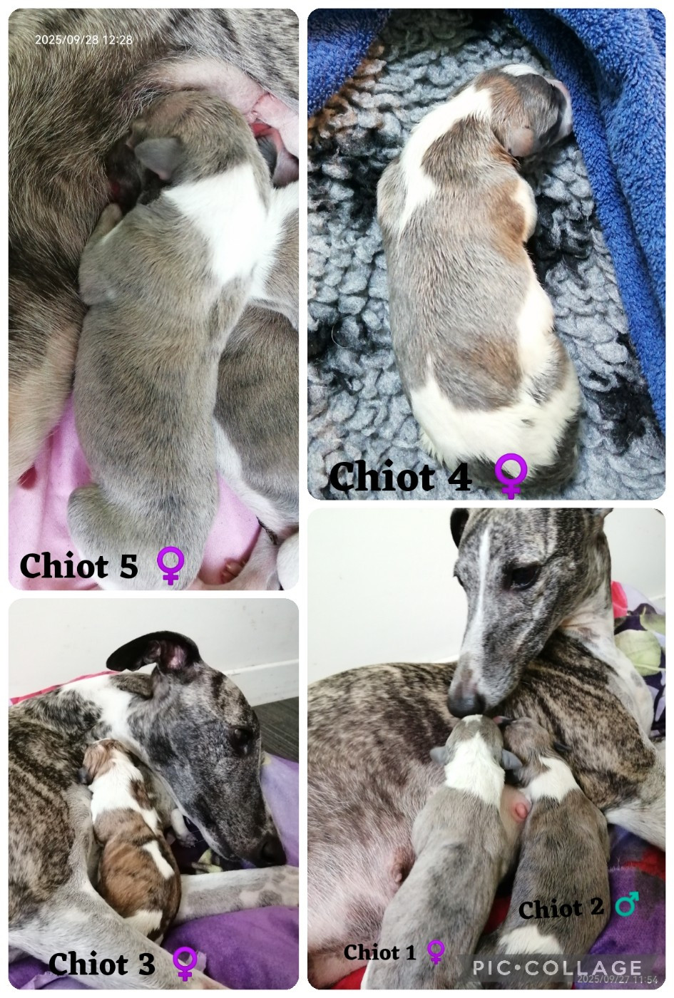 Portée Sissi & Jean 2025