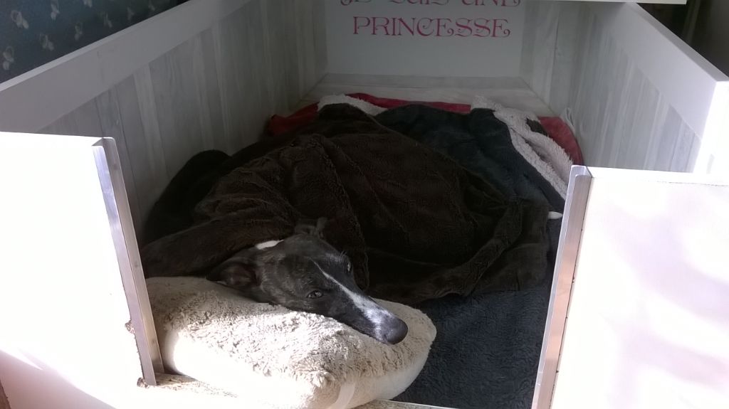 la portée de Masha & Falcon 2019
