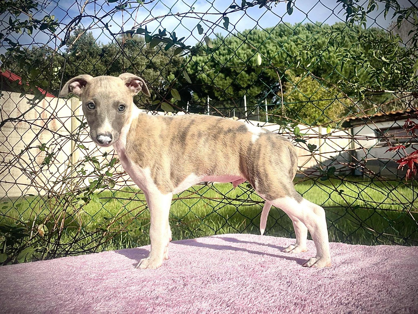 Du Petit Bois De Klaszoly - Chiots disponibles - Whippet