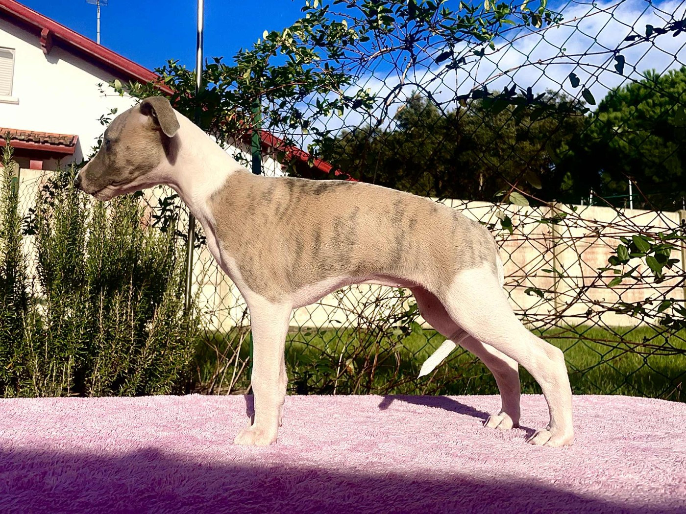 Du Petit Bois De Klaszoly - Chiots disponibles - Whippet