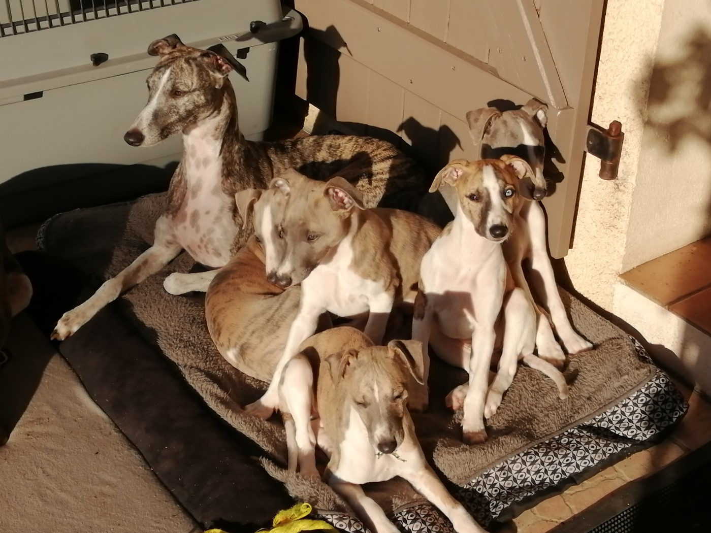 Du Petit Bois De Klaszoly - Whippet - Portée née le 27/09/2025