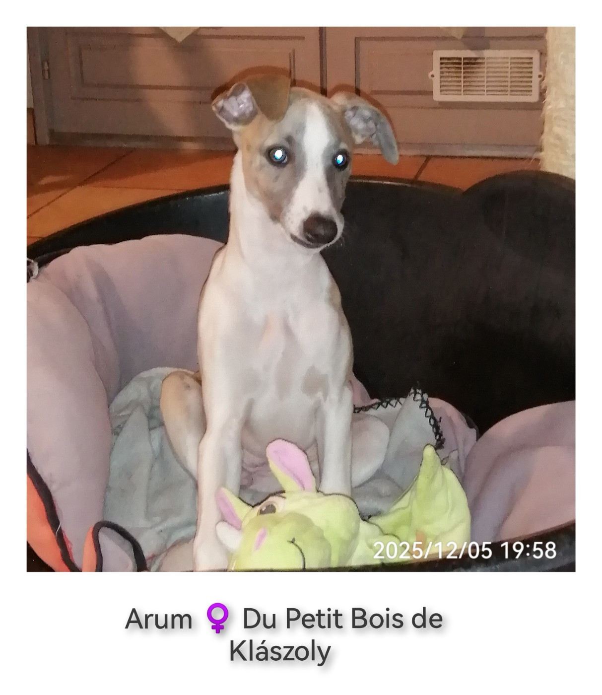 Du Petit Bois De Klaszoly - Chiots disponibles - Whippet