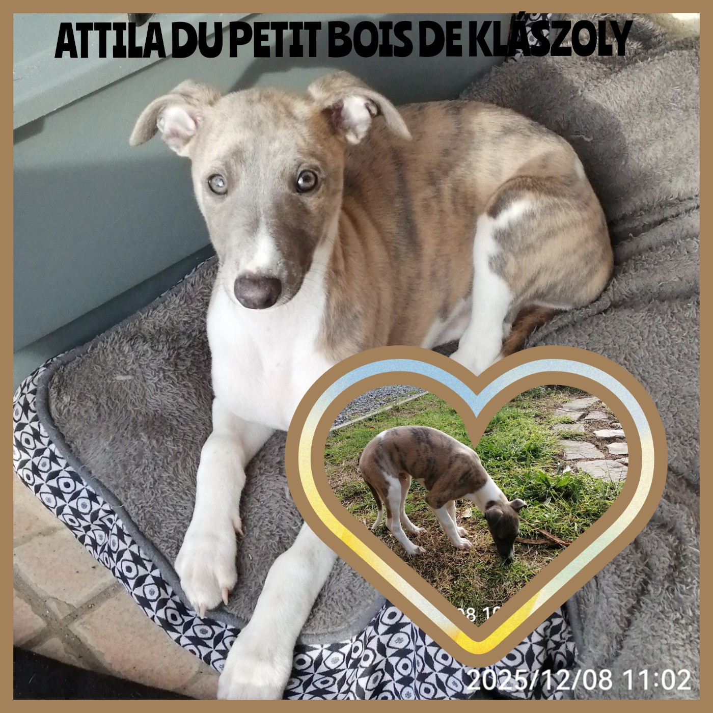Du Petit Bois De Klaszoly - Chiots disponibles - Whippet
