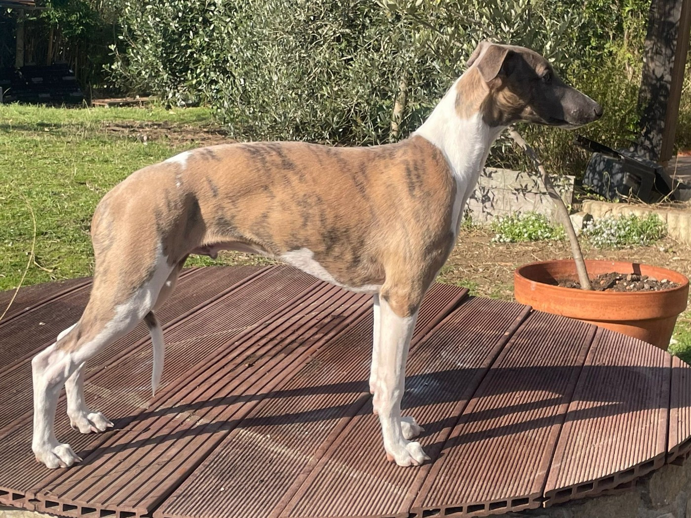 Du Petit Bois De Klaszoly - Chiots disponibles - Whippet