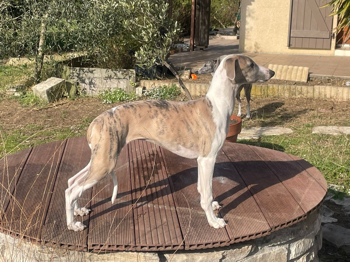 Du Petit Bois De Klaszoly - Chiots disponibles - Whippet