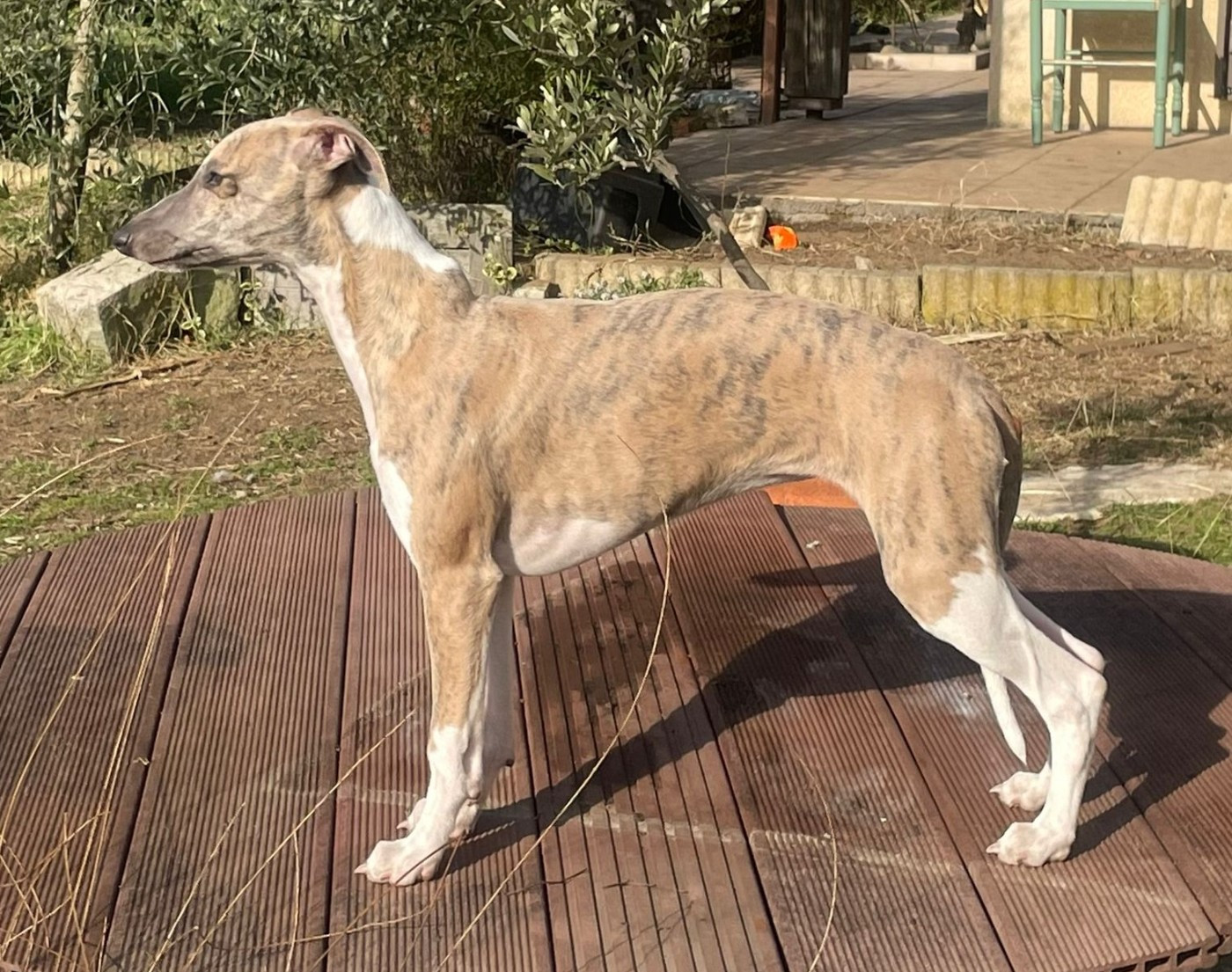 Du Petit Bois De Klaszoly - Chiots disponibles - Whippet